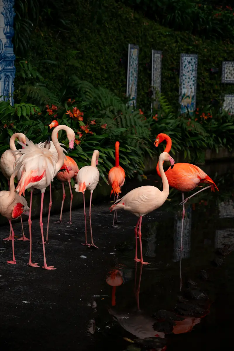 Flamingos in the Monte Palace gardens